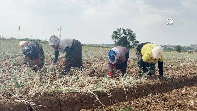 Hasadı başladı kilosu 30 TL. Şafak vakti toplanıyor Kansere kalkan oluyor - Resim: 10